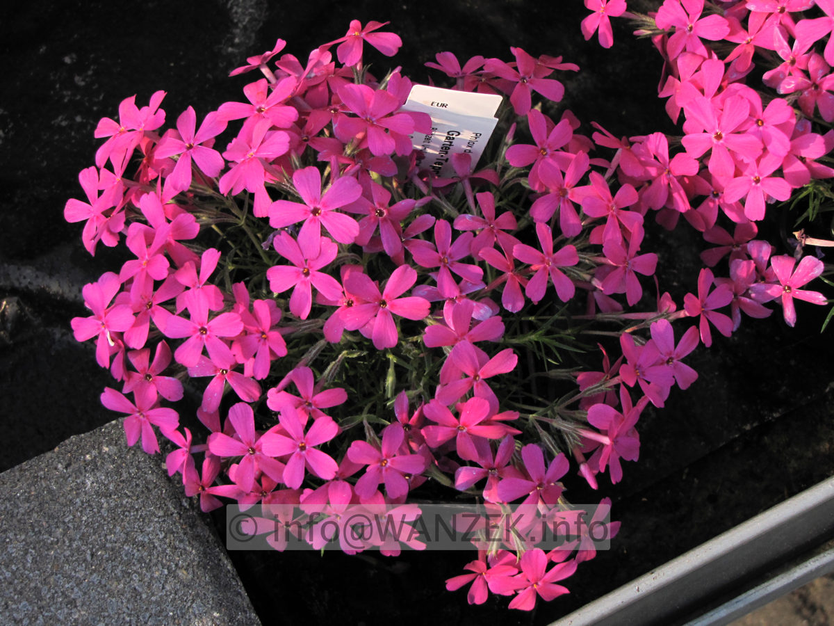 Phlox douglasii Crackerjack.JPG